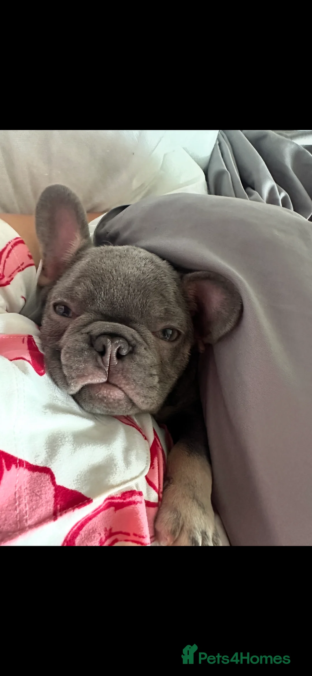 French Bulldog dogs for sale: Lilac and tan frenchie pup - Advert 3