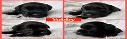 Miniature Schnauzer dogs for sale: BVA/MAC TESTED CLEAR - KC REG 2 BLACK GIRLS - Advert 11