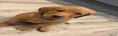 Labrador Retriever 2