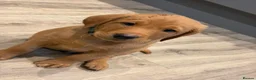 Labrador Retriever dogs for sale: Beautiful Fox Red Labrador Retriever Puppies  in Northampton - Advert 6