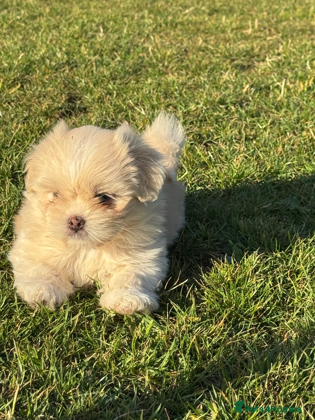 Mixed Breed dogs for sale: Shih Tzu-pomeranian - Image 9