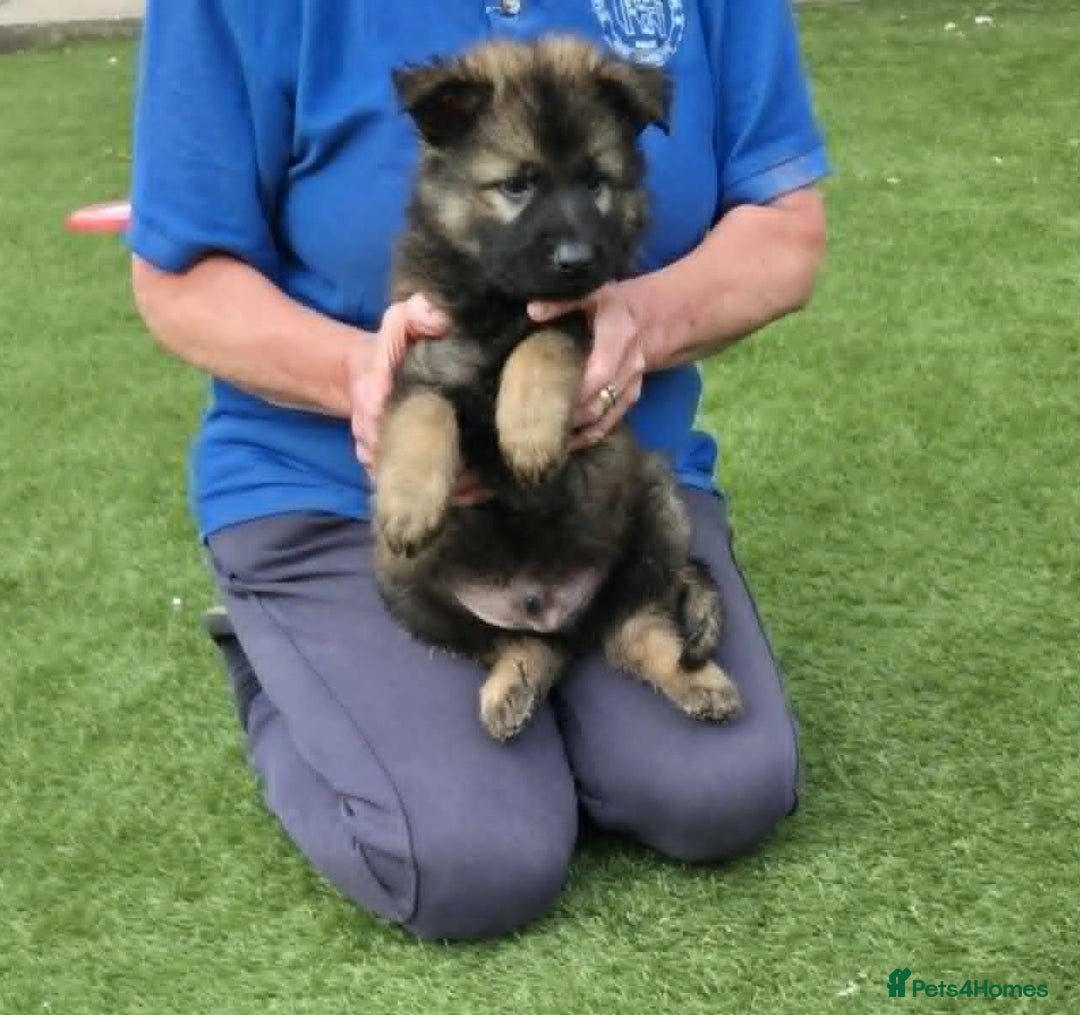 German Shepherd dogs for sale: Super Working Line German Shepherd Puppies - Image 2