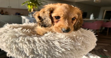 Miniature Dachshund dogs - Advert 7