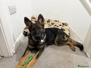 German Shepherd dogs FIRE IS 6m Old German shepherd in Leek - Advert 14