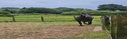 Welsh Section D horses for sale: Section D mare  - Advert 14
