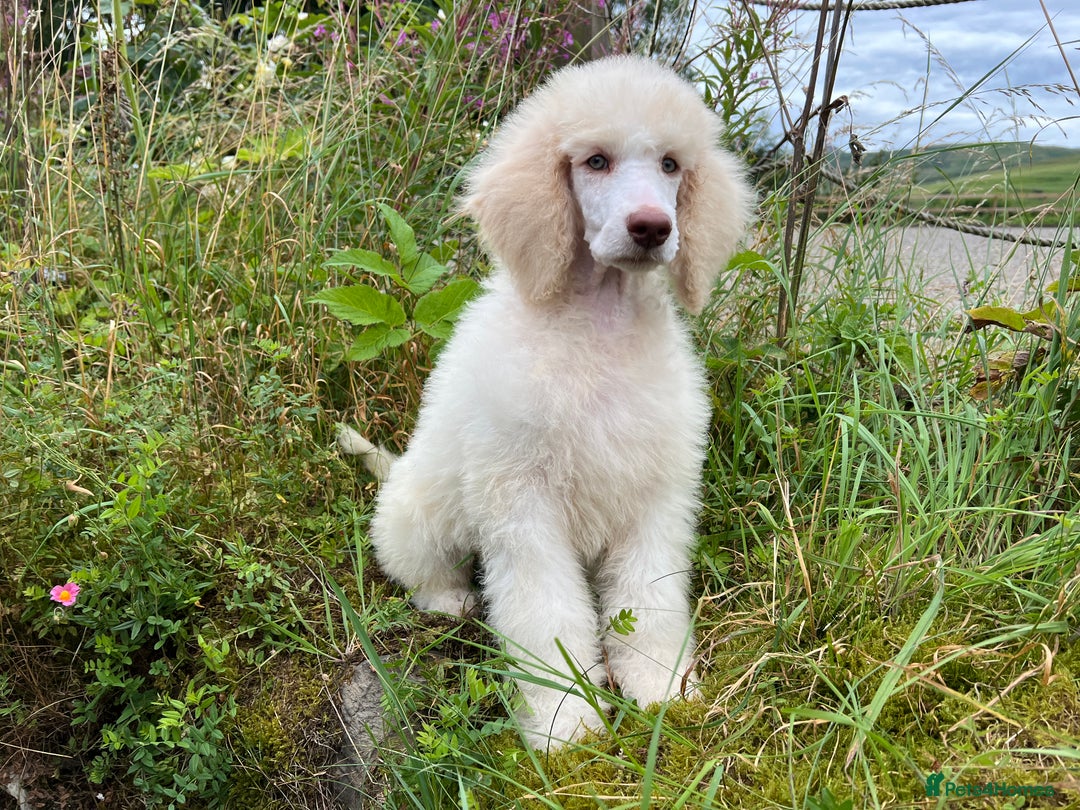 Standard Poodle dogs for sale: Stunning KC reg standard poodle  - Image 10