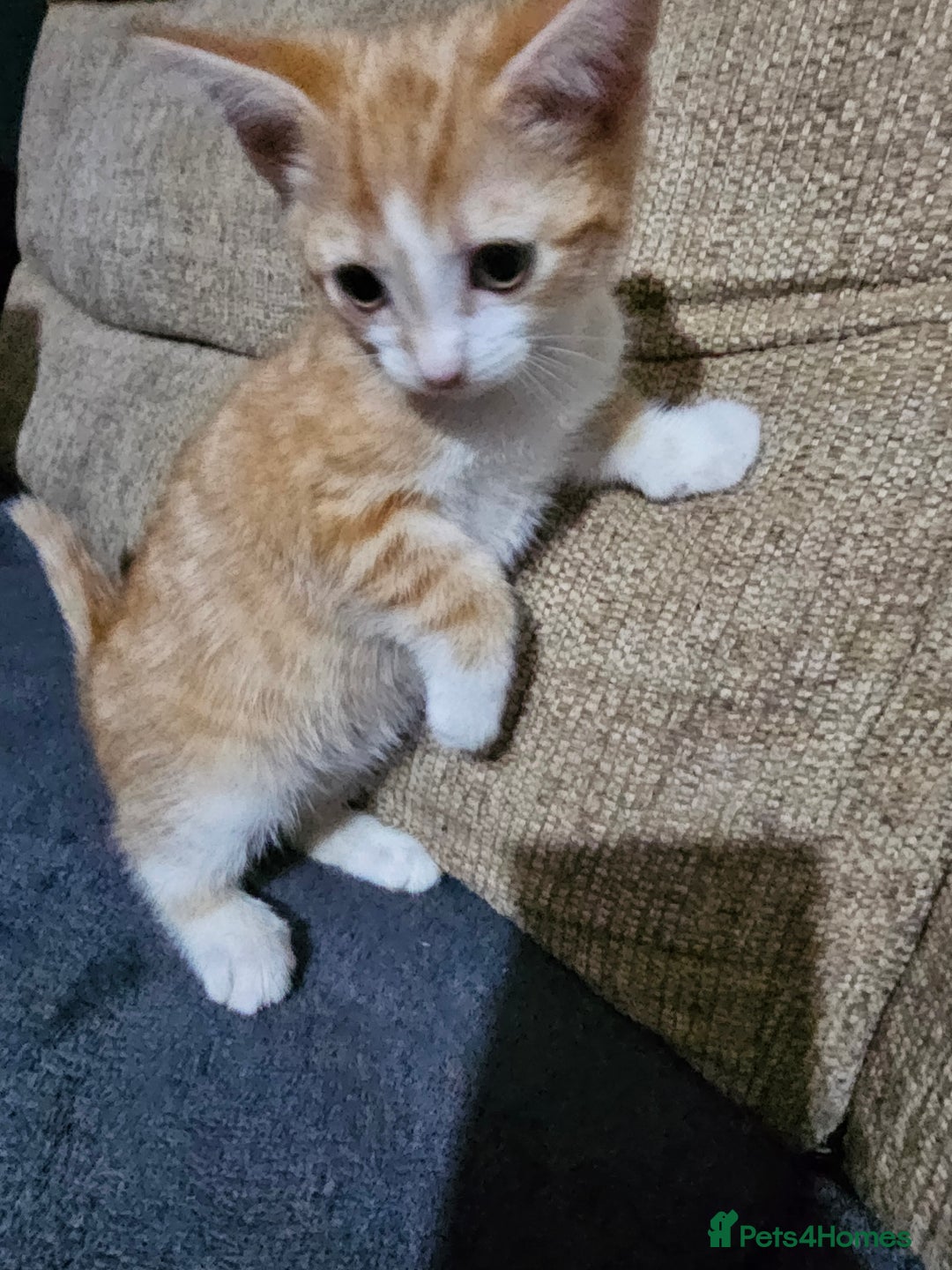 Mixed Breed cats for sale: Beautiful kittens available for sale - Advert 23