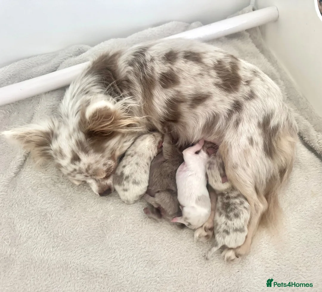 Pomchi dogs for sale: Beautiful tiny lilac merle chihuahua Pomeranian  - Advert 1