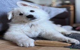 German Shepherd dogs for sale: Very special, super WHITE, LONG HAIRED GSD pups  - Image 2