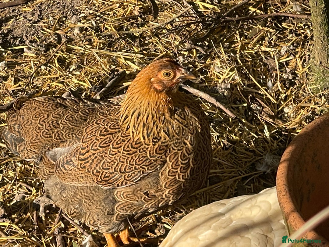 Chickens poultry for sale: BANTAM WYANDOTTE HENS, HATCHED SUMMER ‘25 - Advert 5