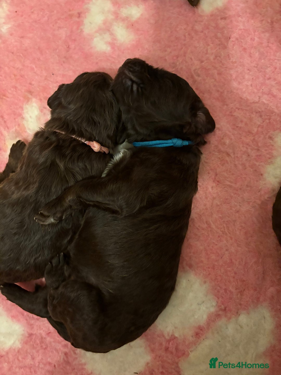 Labradoodle dogs for sale: Stunning Labradoodle Puppies  - Image 3