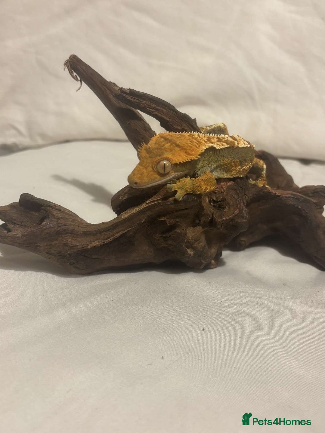 Gecko reptiles for sale: 2 Crested Geckos - Advert 8