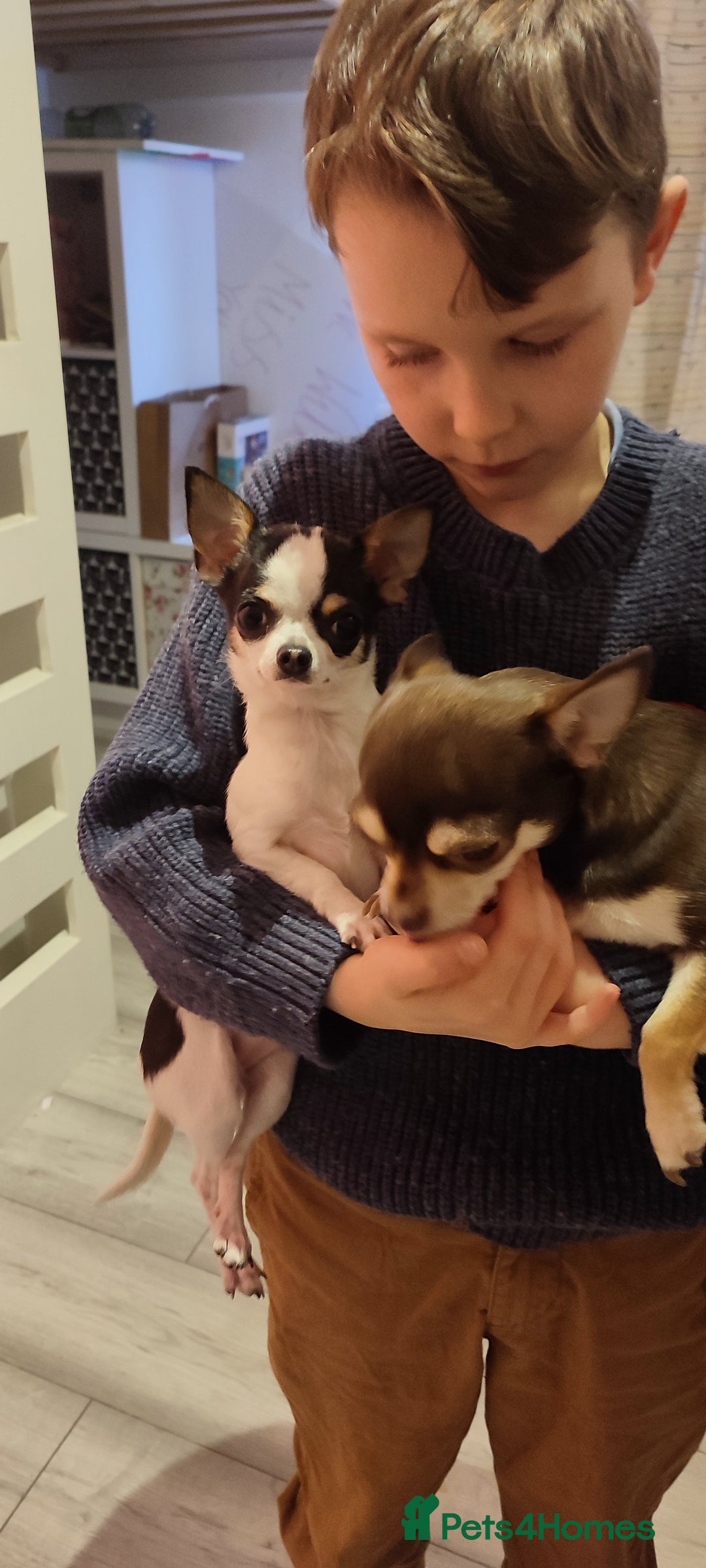 Chihuahua dogs for sale:  Tiny dog chihuahua - Advert 11