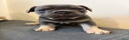 French Bulldog dogs for sale: Beautiful French Bulldog Puppies  in Forfar - Advert 12