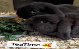 Mini Lop rabbits for sale: 2 male 1 year old mini lops for sale  - Image 2