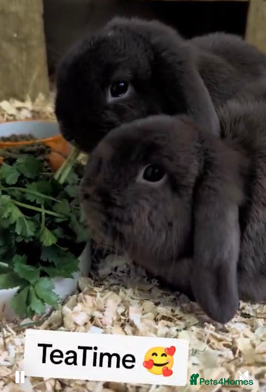 Mini Lop rabbits for sale: 2 male 1 year old mini lops for sale  - Image 2