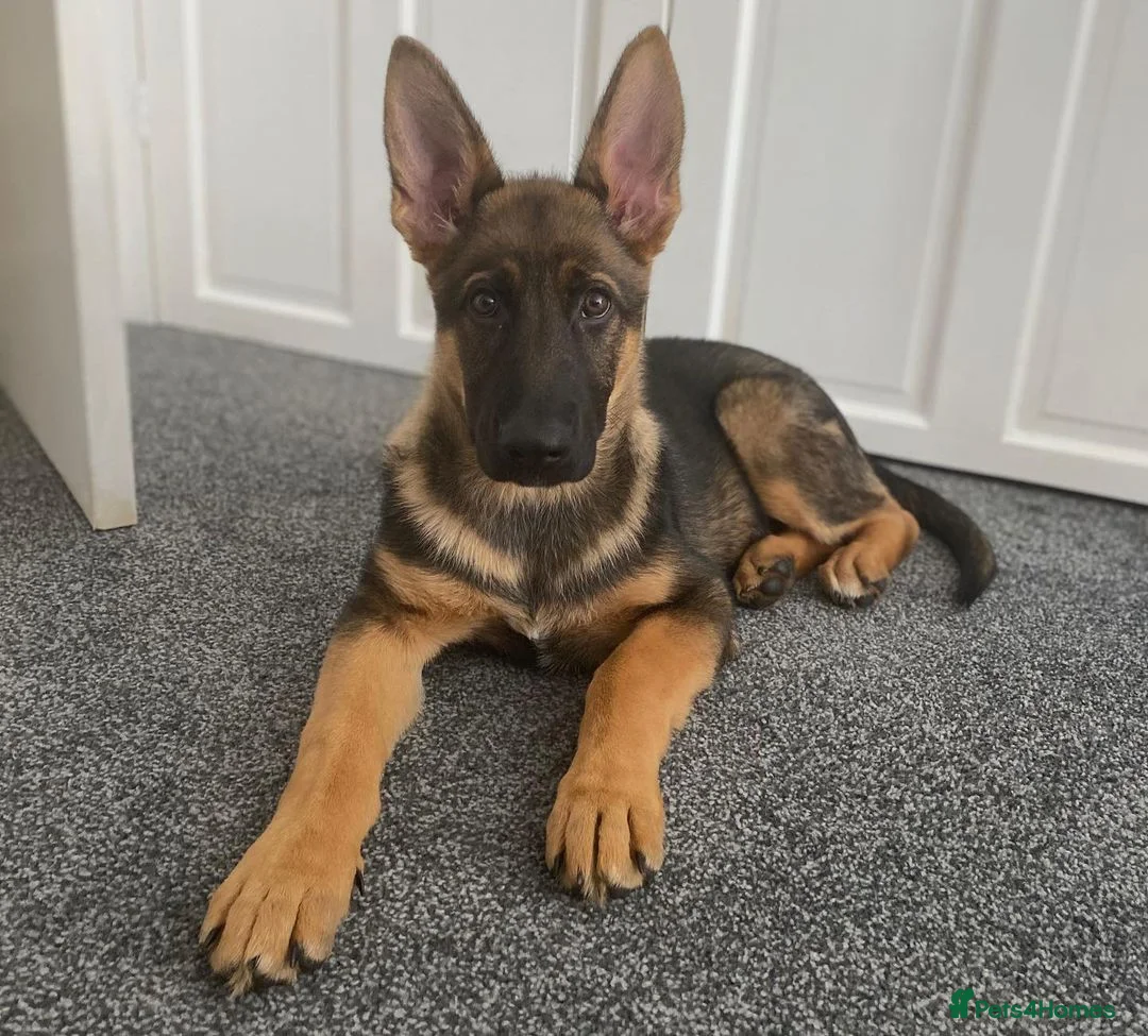 German Shepherd dogs for sale: German Shepherd puppy for Rehome - Advert 2