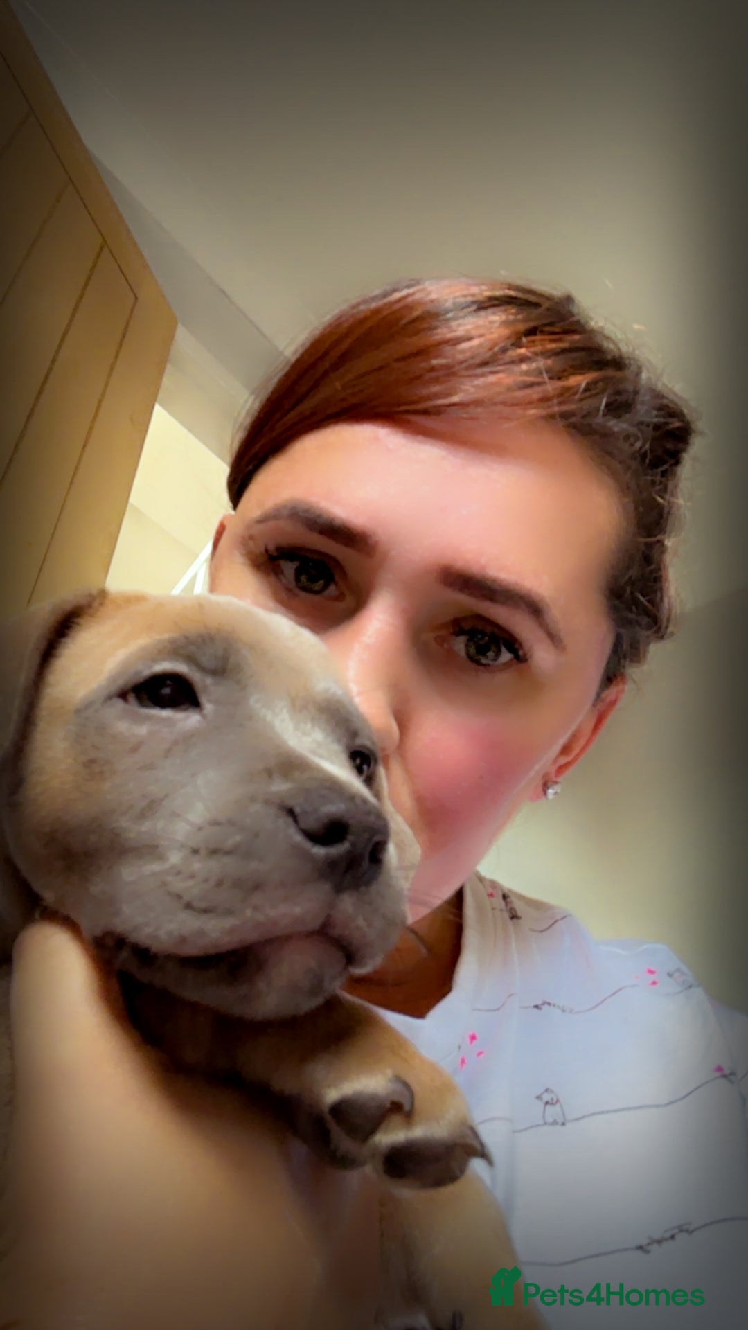 Staffordshire Bull Terrier dogs for sale: 1 puppy left Outstanding dual breeding  - Image 24