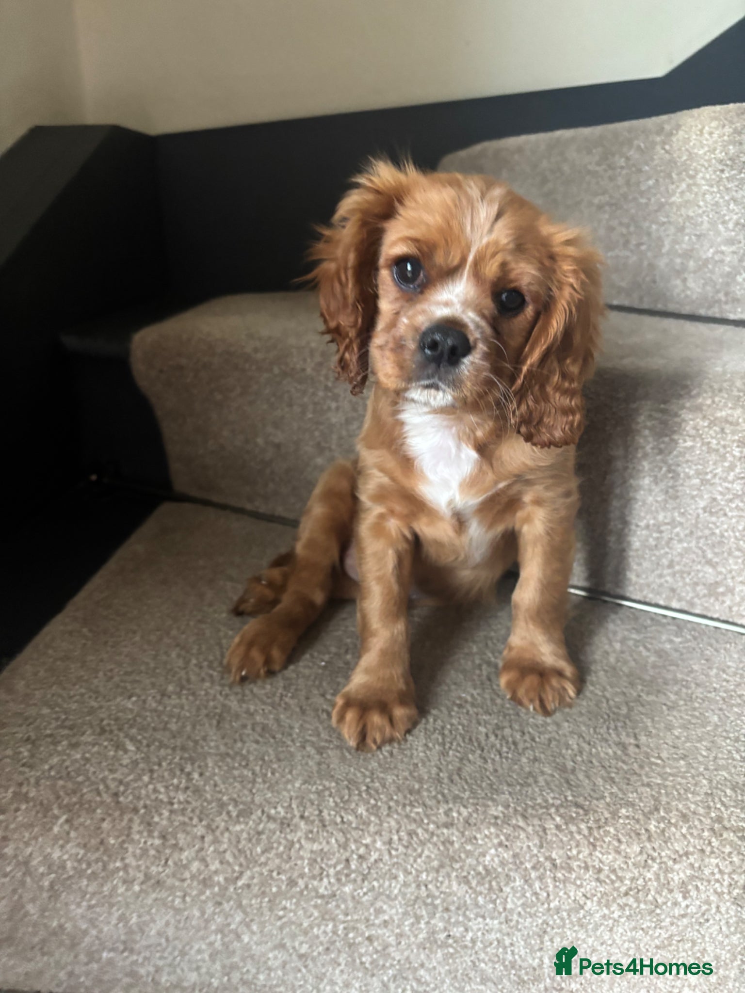 Cavalier King Charles Spaniel dogs KCR Cavalier King Charles Spaniel Puppies - Advert 18
