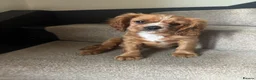 Cavalier King Charles Spaniel dogs for sale: KCR Cavalier King Charles Spaniel Puppies - Advert 1