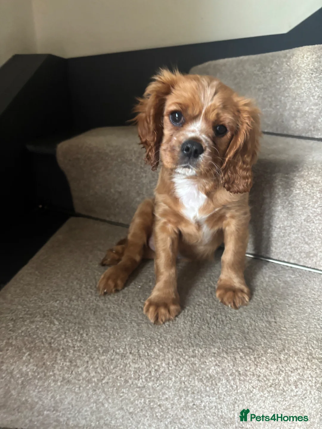 Cavalier King Charles Spaniel dogs for sale: KCR Cavalier King Charles Spaniel Puppies - Advert 1