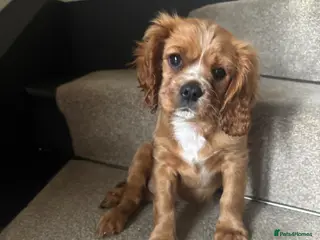 Cavalier King Charles Spaniel dogs KCR Cavalier King Charles Spaniel Puppies - Advert 1