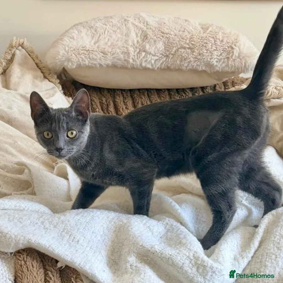 Domestic Shorthair cats for adoption: Mabel & Maya, 6 month old sister pair  - Advert 2