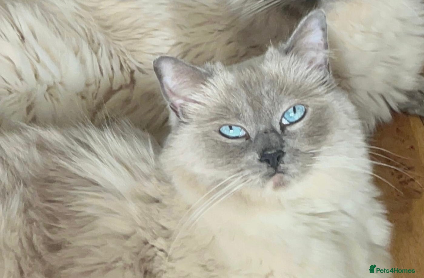 Ragdoll cats TICA Active Queen Ragdoll DNA Tested - Advert 1