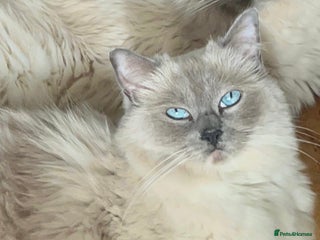 Ragdoll cats Active GCCF & TICA Ragdoll Queen DNA Tested - Advert 2