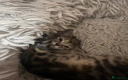 Mixed Breed cats for sale:  Beautiful Kittens for Sale – 2 Boys & 2 Girls 🐾 - Image 22