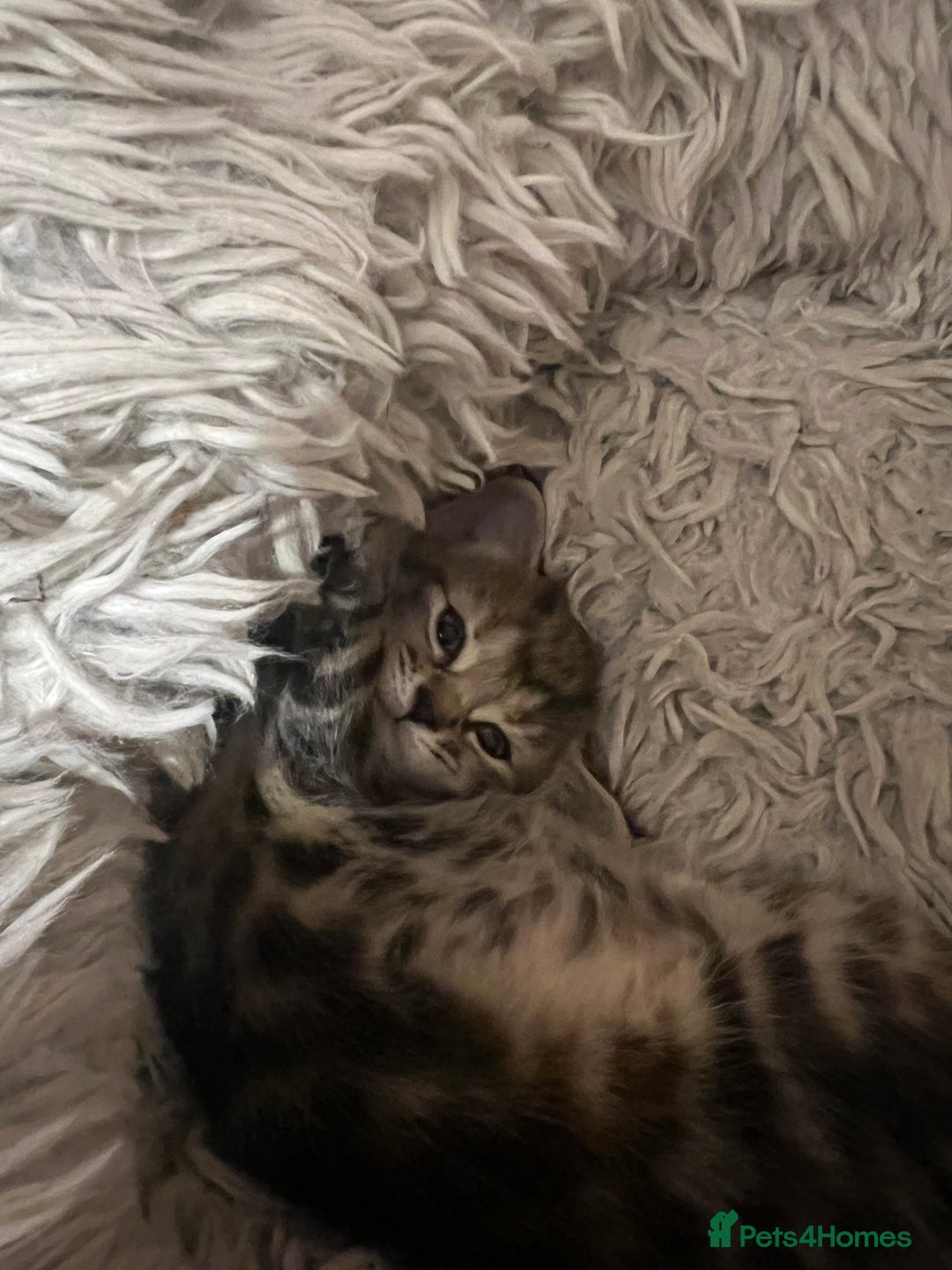 Mixed Breed cats for sale:  Beautiful Kittens for Sale – 2 Boys & 2 Girls 🐾 - Image 22
