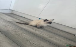 Ragdoll cats for sale: GCCF Ragdoll kittens beautiful litter  - Image 7