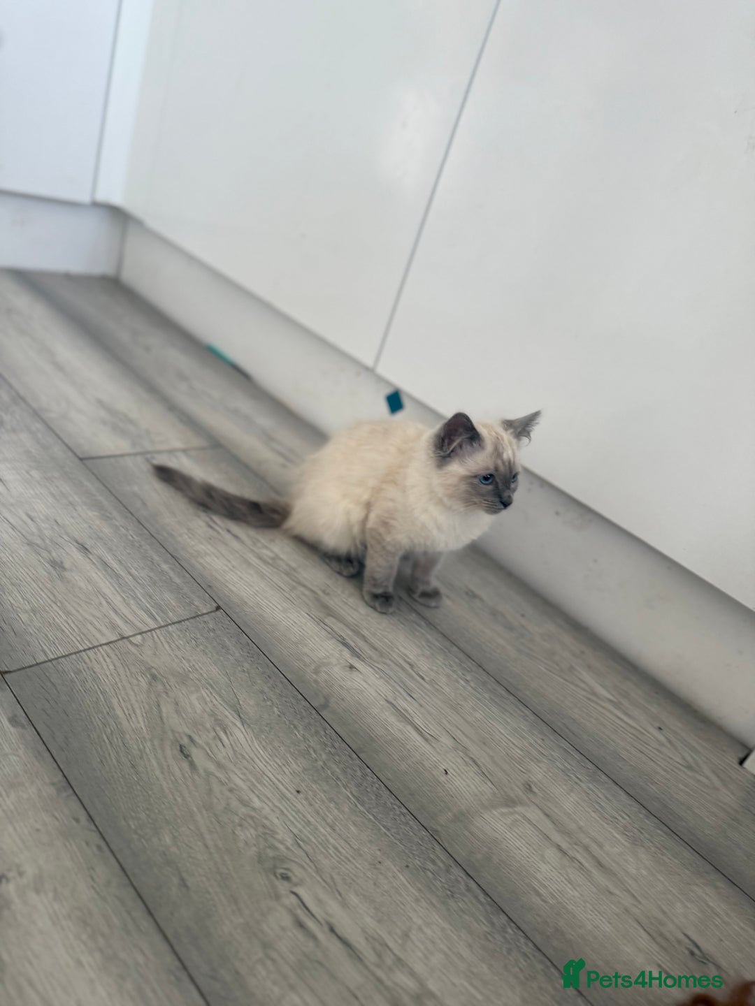 Ragdoll cats for sale: GCCF Ragdoll kittens beautiful litter  - Image 7