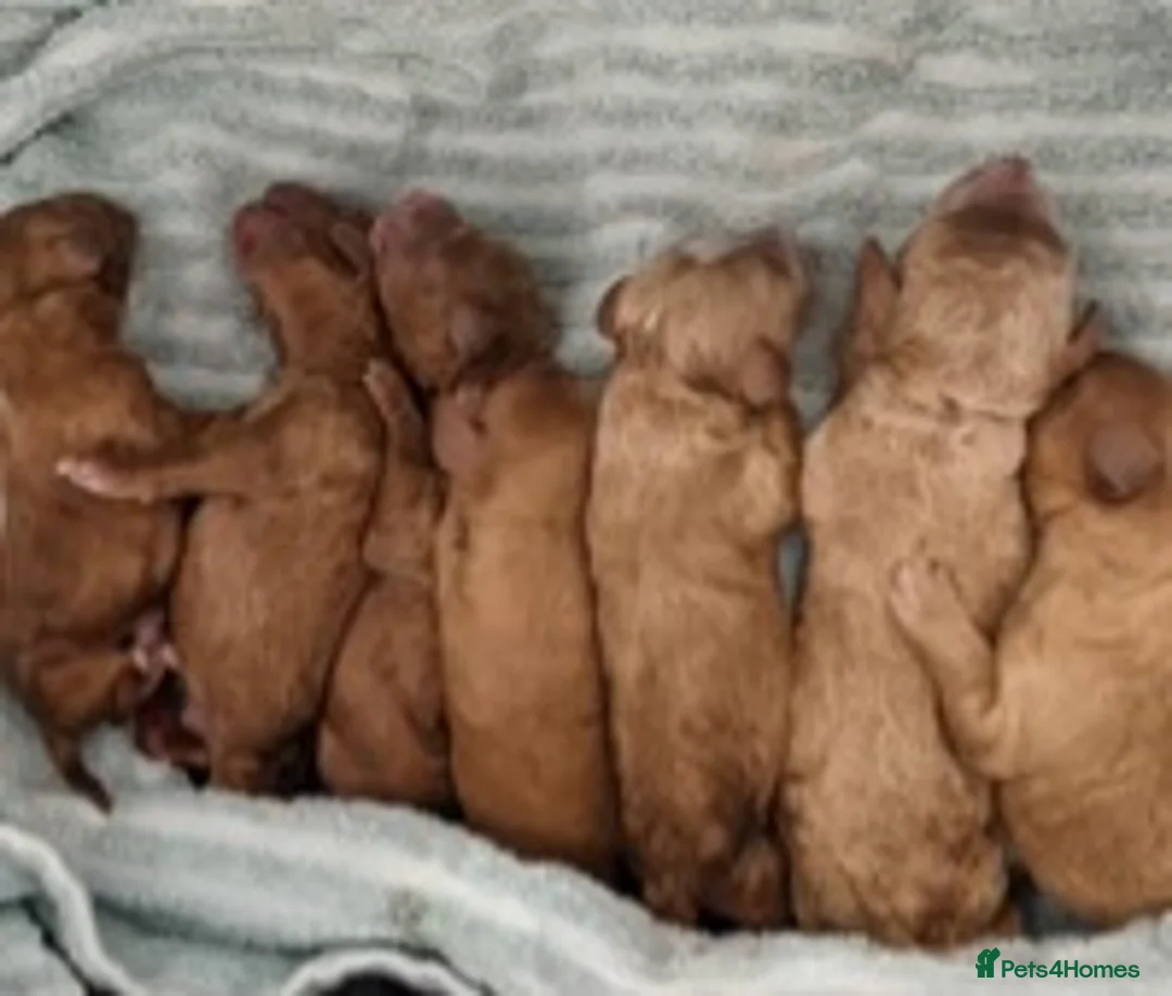 Toy Poodle dogs for stud: Deep Red Toy Poodle Stud -KC Reg PRA Clear in Romford - Advert 2