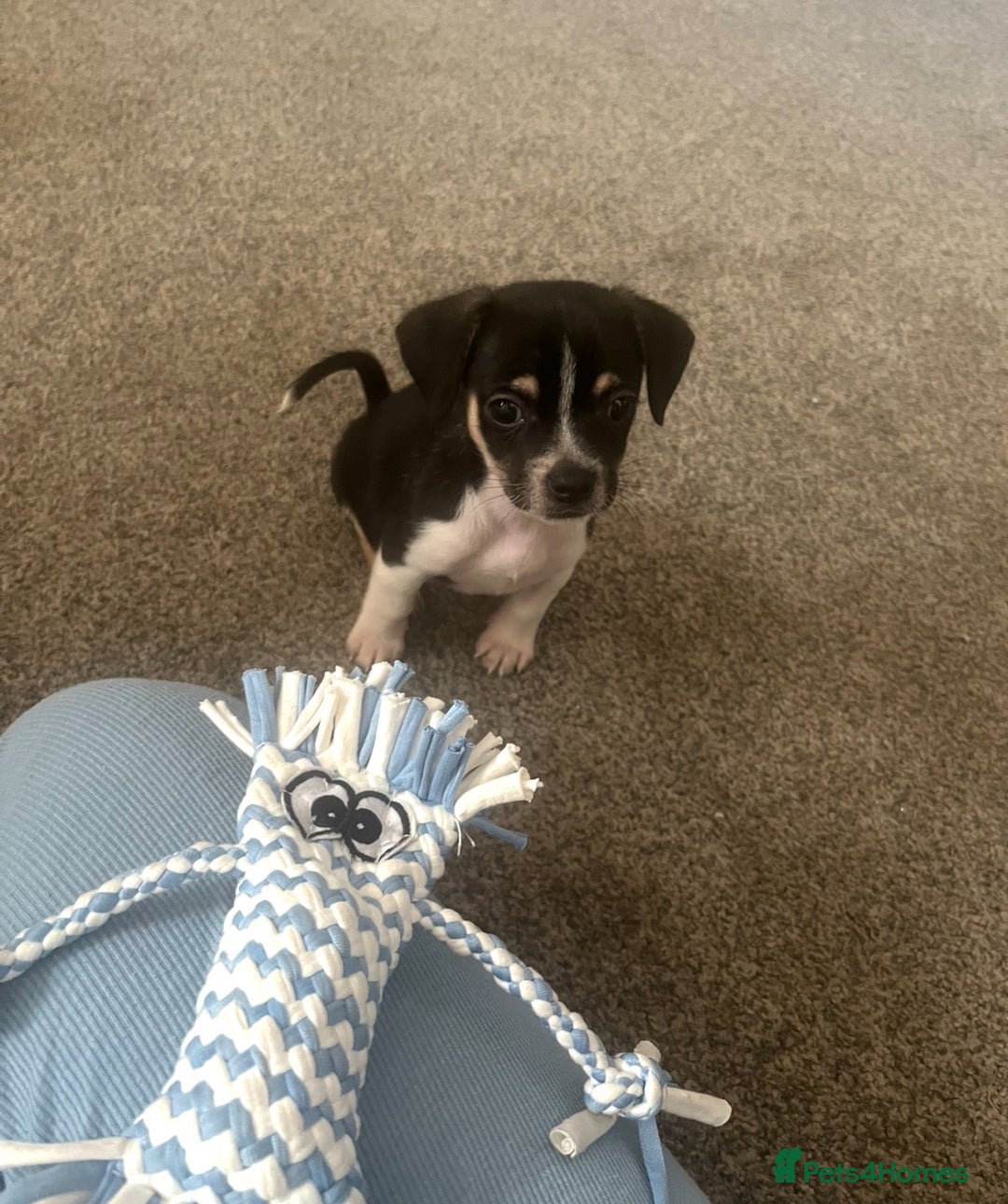 Mixed Breed dogs for sale: Chihuahua x jack Russell male puppy 9 weeks old  - Image 3