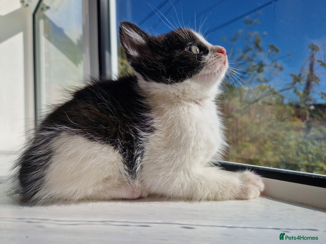 Domestic Shorthair cats for sale: Domestic shorthair kittens  - Image 3