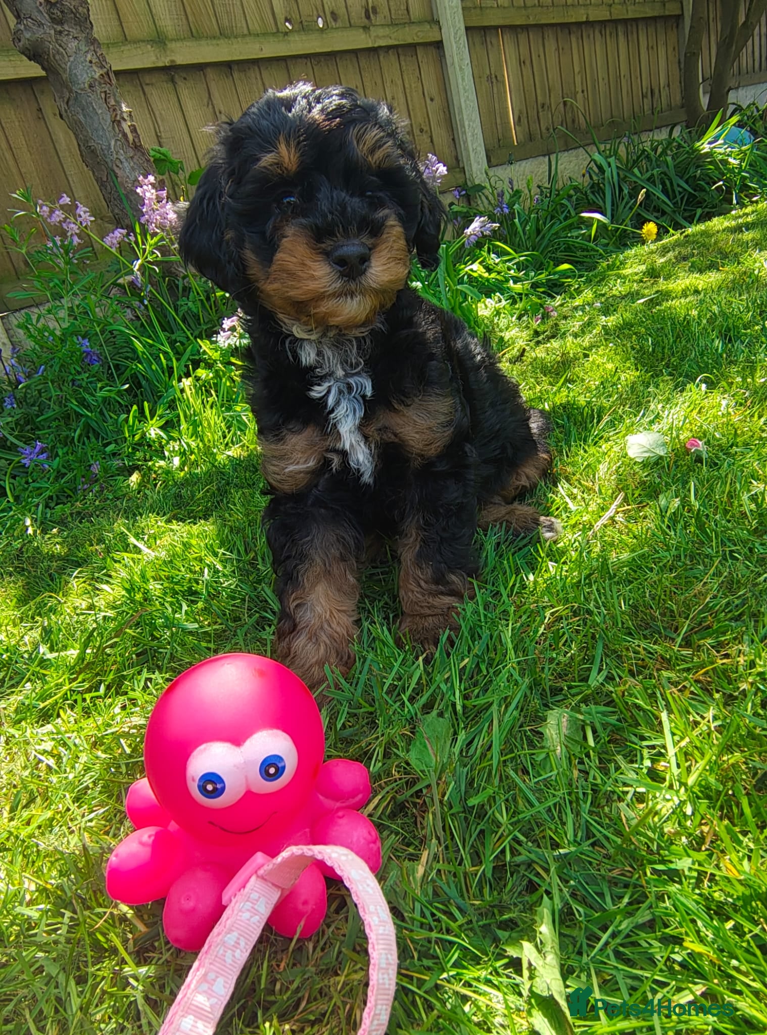 Cockapoo dogs Gorgeous Cockapoo puppies F1B - Advert 8