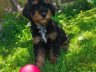 Cockapoo dogs Gorgeous Cockapoo puppies F1B - Advert 9