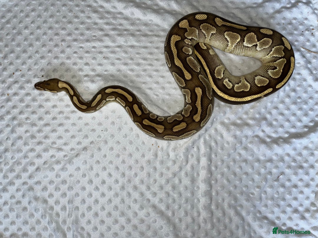 Python Snake reptiles for sale: Ball pythons for sale  - Image 5