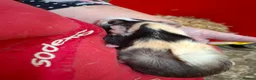 Guinea Pig rodents for sale: Baby guinea pigs for sale  - Advert 11