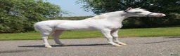 Miniature horses for sale: GDF Indiana White gold show pony  in Nottingham - Advert 3