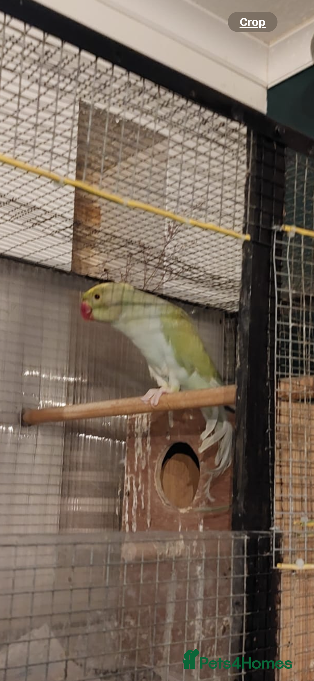 Parakeets birds for sale: Green Alexandrine parakeet male.  - Advert 2
