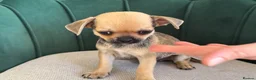Chihuahua dogs for sale: Adorable Chihuahua Puppies - Advert 6