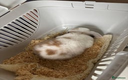 Mini Lop rabbits for sale: Mini Lop Bunny - Image 2