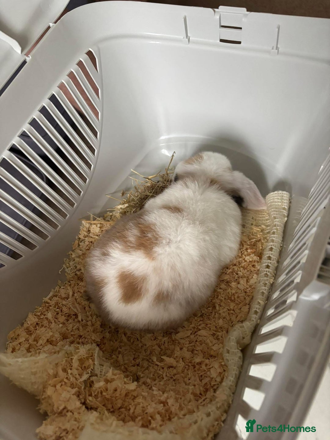 Mini Lop rabbits for sale: Mini Lop Bunny - Image 2