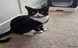 British Shorthair cats for sale: Male Tuxedo for a loving home - Image 2