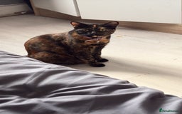 British Longhair cats for sale: Fendi - free of charge - Image 5