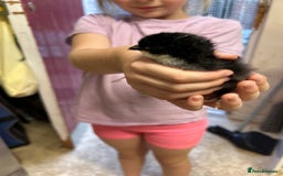 Chickens poultry for sale: Large Fowl Hybrid Chicks For Sale. Day olds  - Image 1