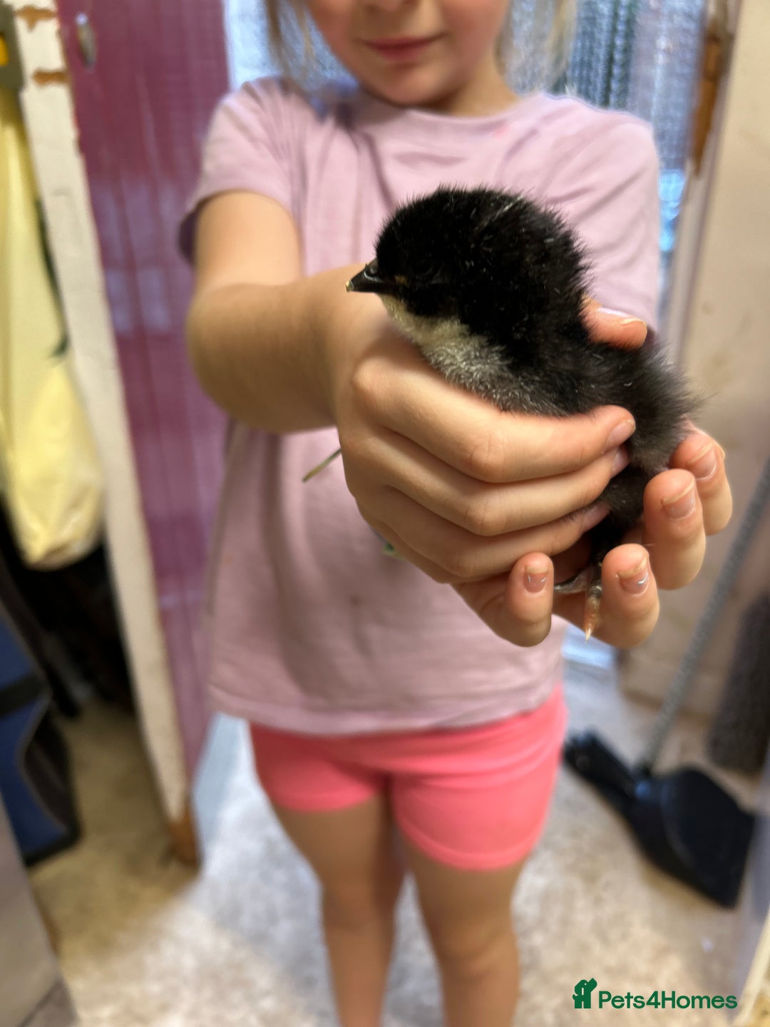 Chickens poultry for sale: Large Fowl Hybrid Chicks For Sale. Day olds  - Image 1