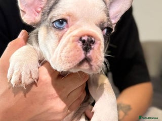 French Bulldog dogs Stunning French Bulldog Puppies - Advert 1